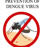 How to prevent dengue
